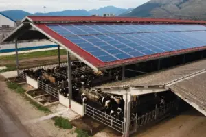 pannelli fotovoltaici su tettoia azienda agricola allevamento Bando Agrisolare